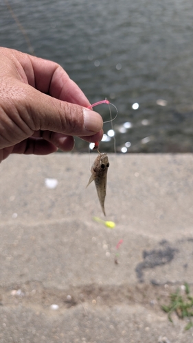 ハゼの釣果