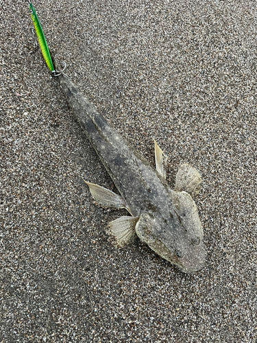 マゴチの釣果