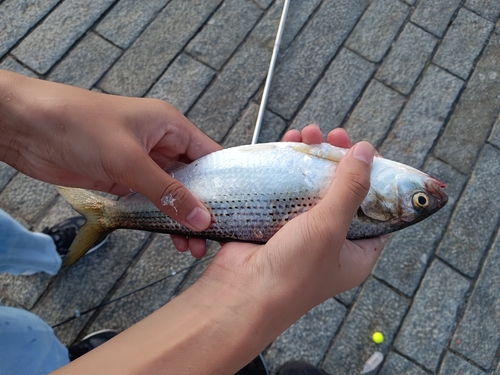 コノシロの釣果