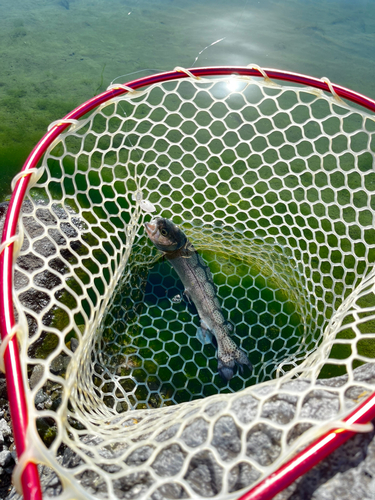 ニジマスの釣果