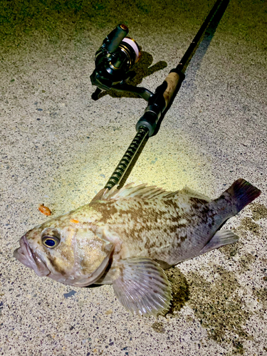 クロソイの釣果