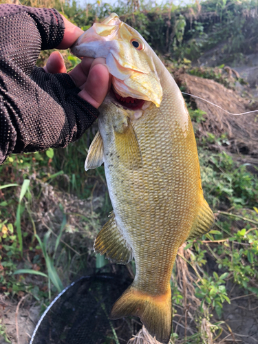 スモールマウスバスの釣果