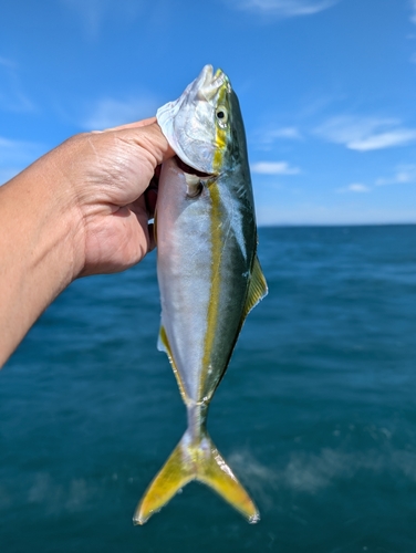 ツバスの釣果