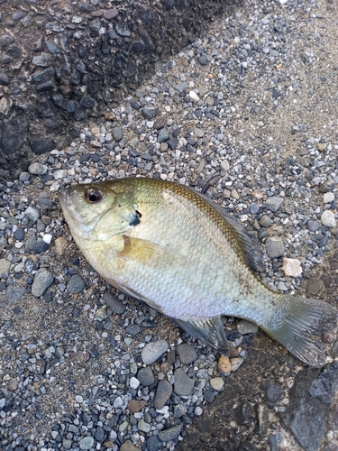 ブルーギルの釣果