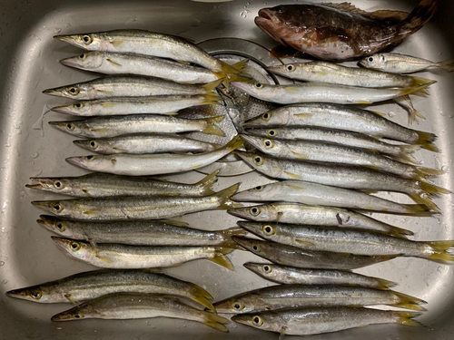 カマスの釣果