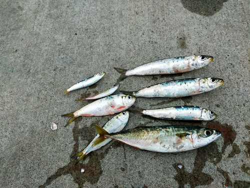 イワシの釣果