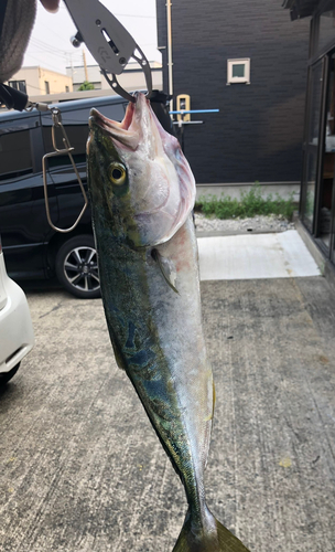 イナダの釣果