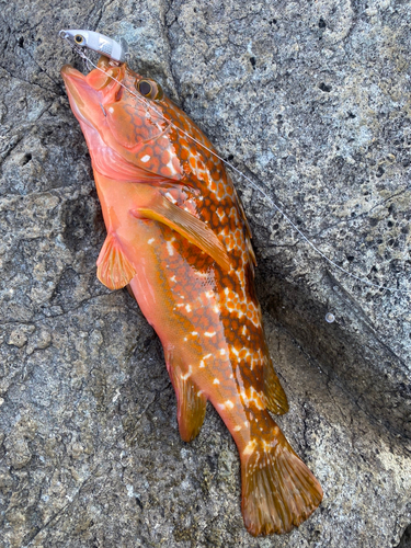 アコウの釣果