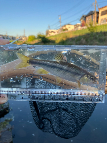 カワムツの釣果