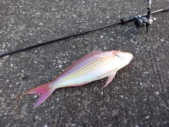 イトヨリダイの釣果