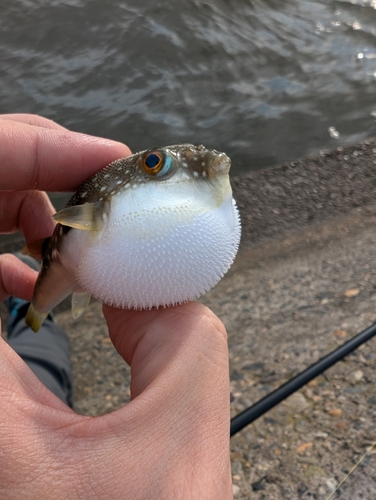 クサフグの釣果