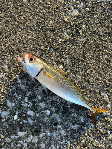 サバの釣果