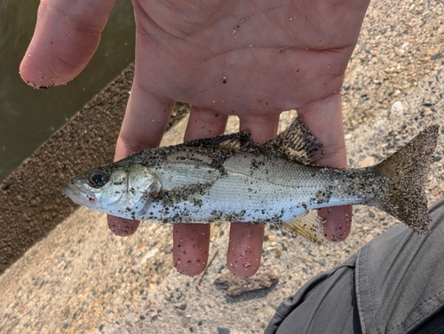 セイゴ（マルスズキ）の釣果