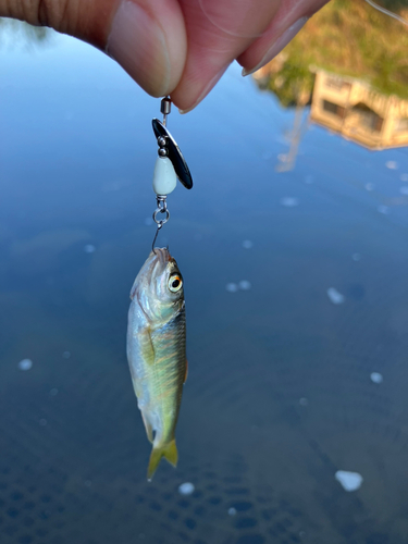 オイカワの釣果