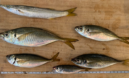 アジの釣果