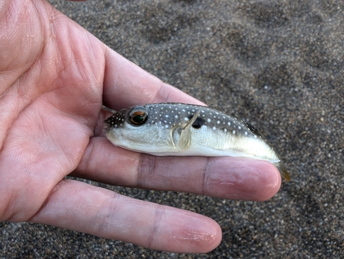 クサフグの釣果