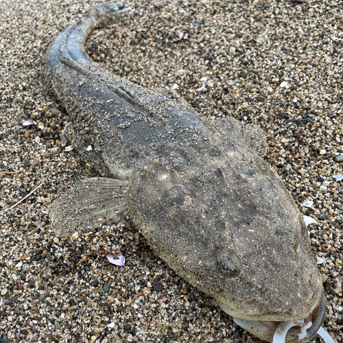 マゴチの釣果