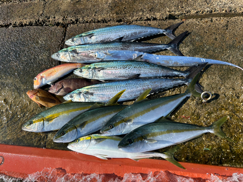 サワラの釣果