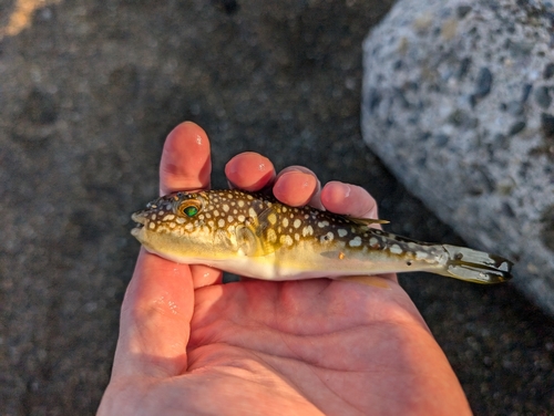 コモンフグの釣果