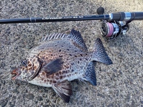 イシガキダイの釣果