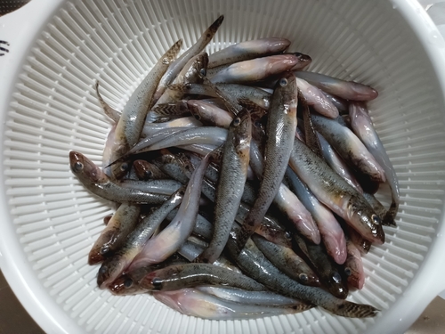 マハゼの釣果