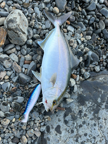 ネリゴの釣果