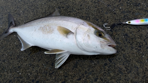 ショゴの釣果