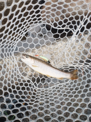 イワナの釣果