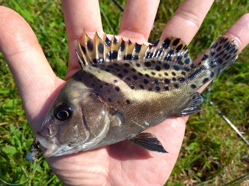 コショウダイの釣果