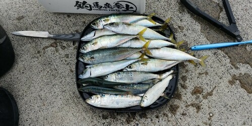 マイワシの釣果