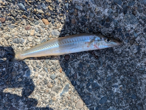 シロギスの釣果