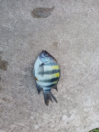 オヤビッチャの釣果