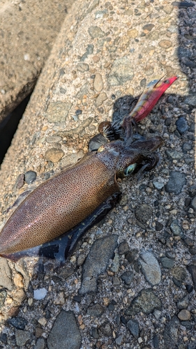 アオリイカの釣果