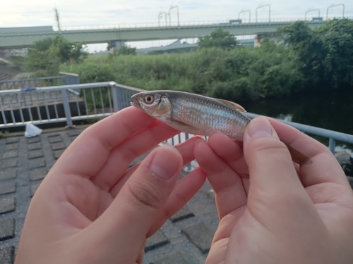 オイカワの釣果