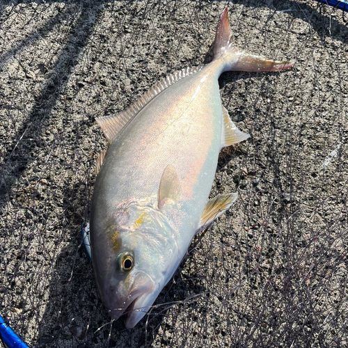 ショゴの釣果