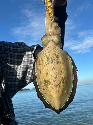 モンゴウイカの釣果