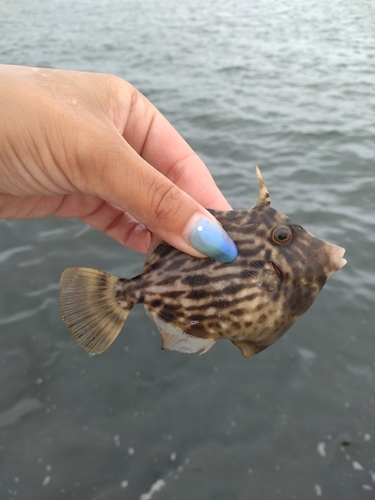 カワハギの釣果