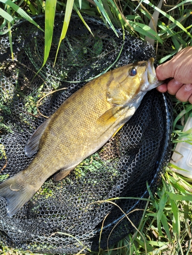 スモールマウスバスの釣果