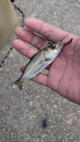 セイゴ（タイリクスズキ）の釣果