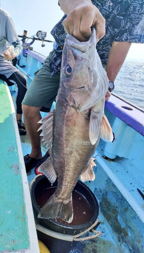 アラの釣果