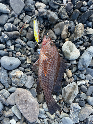 オオモンハタの釣果