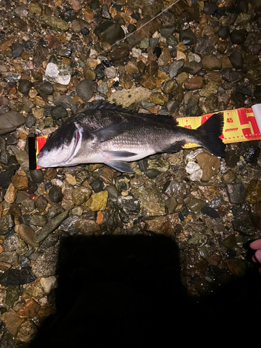 クロダイの釣果