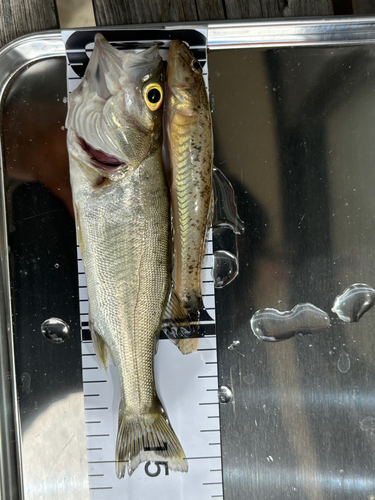 マハゼの釣果