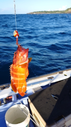 アカハタの釣果