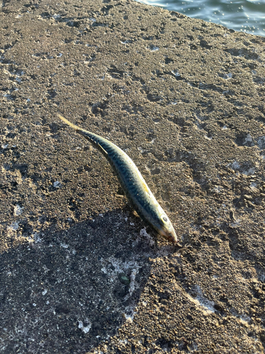 サバの釣果