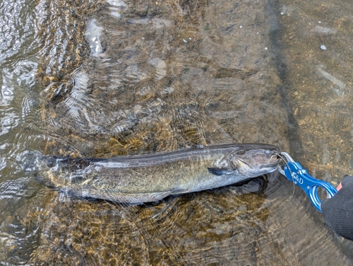 ナマズの釣果