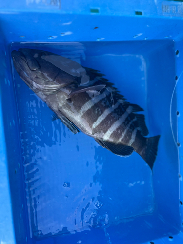 マハタの釣果