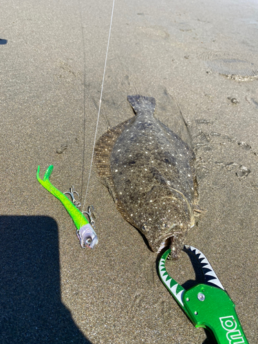 ヒラメの釣果