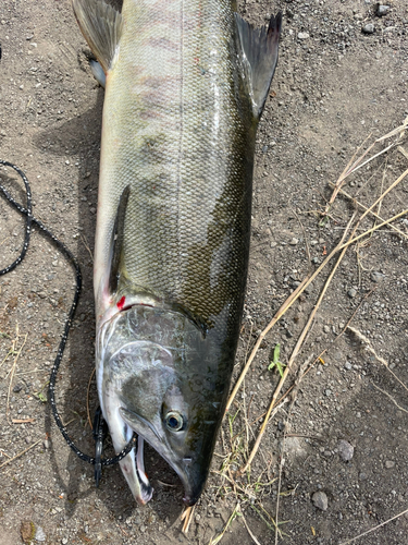 サケの釣果