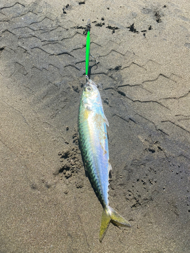 サバの釣果